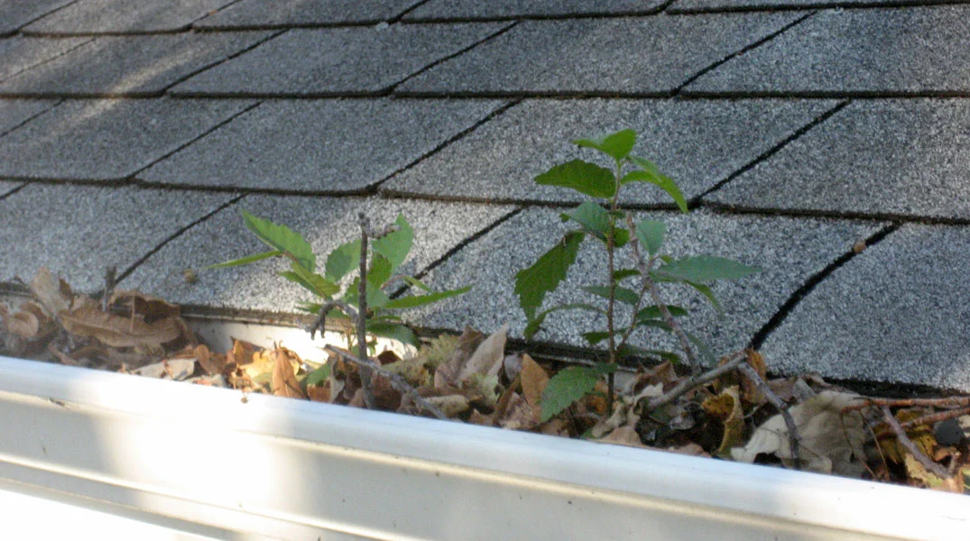 stops-clogged-gutters